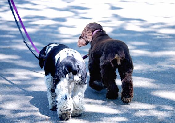 犬の散歩中に肩に激痛が走ったとご来院された患者さん